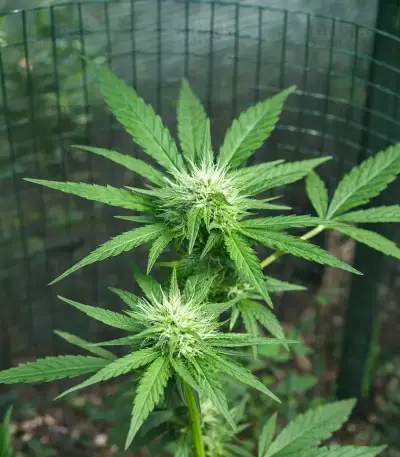 Space Cookies Auto (Delicious Seeds)