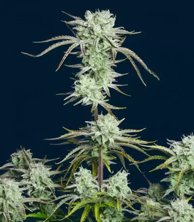 Strawberry Banana Auto Seeds