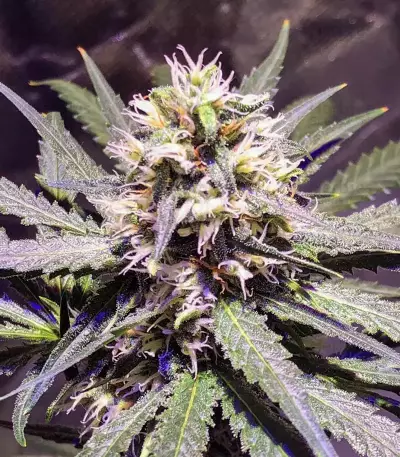 Sweet Amnesia Seeds