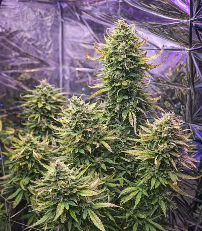Tangerine Dream Auto Seeds