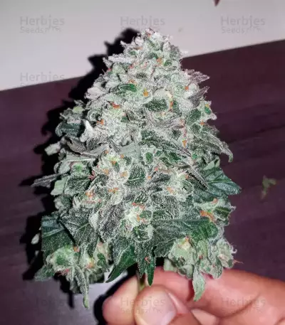 THC Bomb Auto (Bomb Seeds)