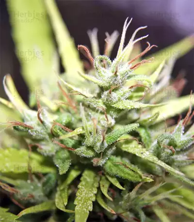 Tikal Seeds - Cannabis Strain Seeds for Sale