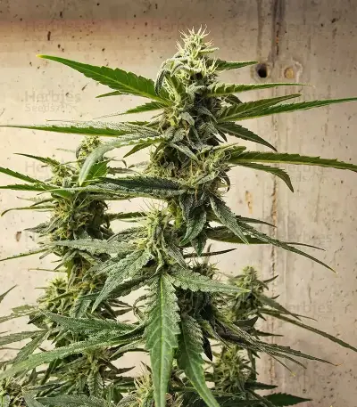 Trichome & Cream Auto Seeds