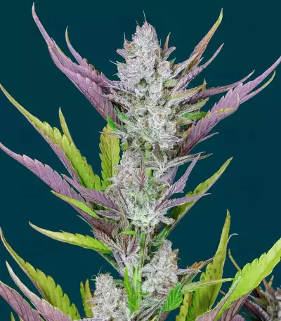 Graines féminisées de Wedding Glue Auto (Fast Buds)