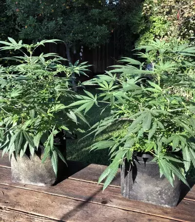 Z feminized seeds (Original Sensible Seeds)