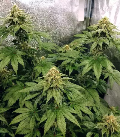 Z feminized seeds (Original Sensible Seeds)