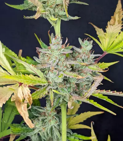 Trainwreck Fast Version (Seedkeepers)