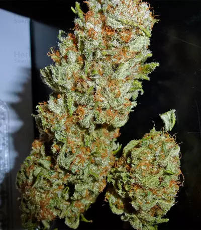 White Ice feminized seeds