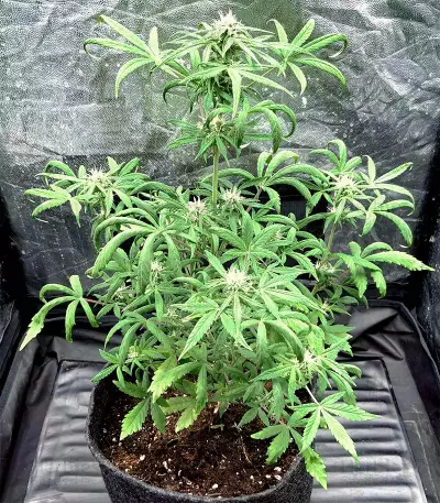 Hindu Kush Auto