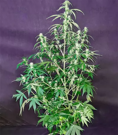 Purple Haze Autoflower (Herbies Seeds)