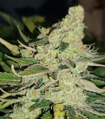 Zombie Death Fuck (BlimBurn Seeds)