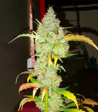 Z Auto (Herbies Seeds)