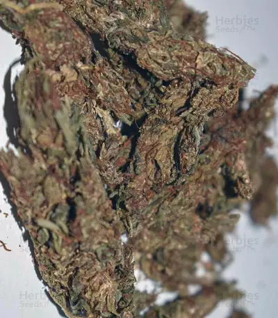 Runtz Gum strain