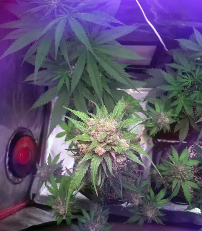Auto Monster Mass Seeds