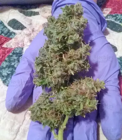 + Speed Auto feminized seeds