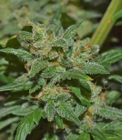 Mexican Airlines Auto (Fast Buds)