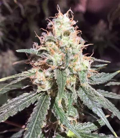 Alien OG strain