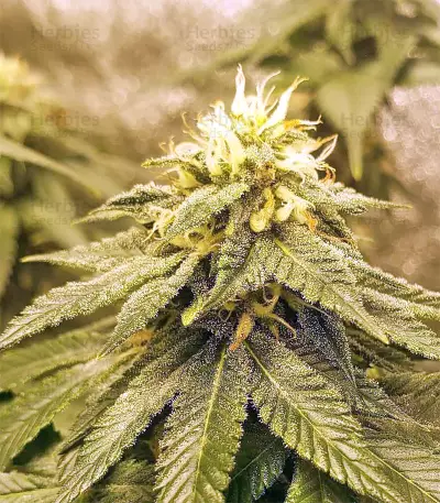 Amnesia Seeds (Seedstockers)