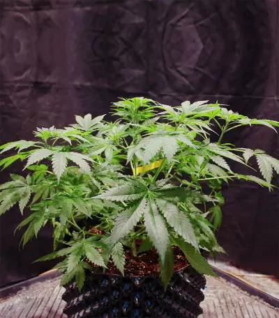 Big Stilton Auto (Big Head Seeds)