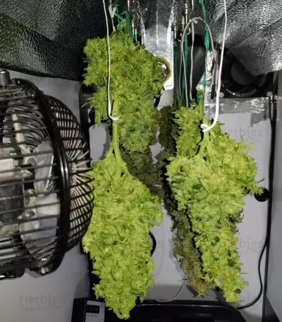 Blueberry 420 Auto Seeds