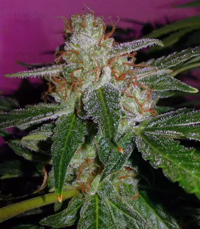 Buddha Magnum Auto Regular seeds