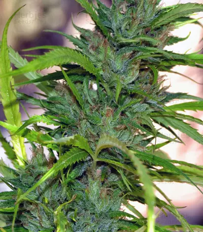 Auto CBG strain
