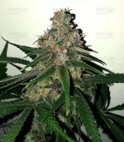 Graines de cannabis Cannalope Kush (DNA Genetics)