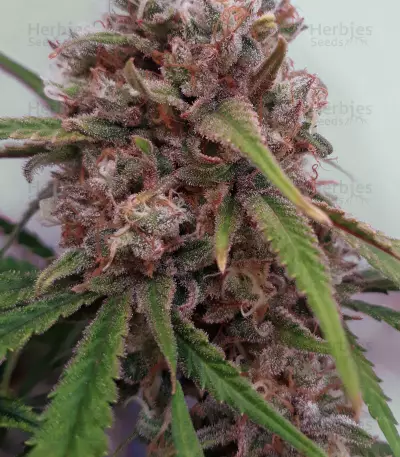Graines de cannabis Cannalope Kush (DNA Genetics)