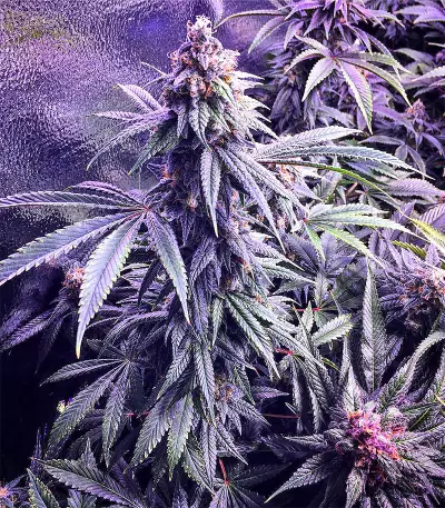 Graines de cannabis Chem Berry D regular (Dark Horse Genetics)