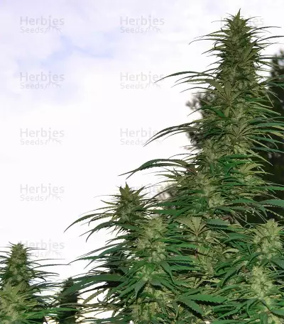 Destroyer Seeds