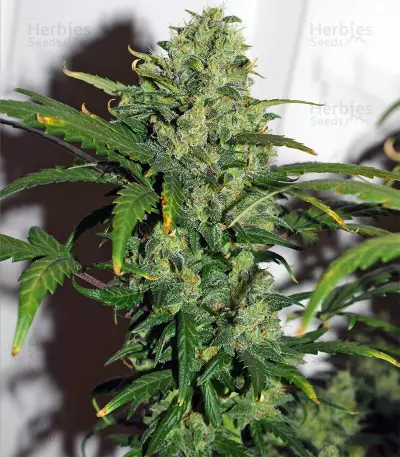 Destroyer Seeds