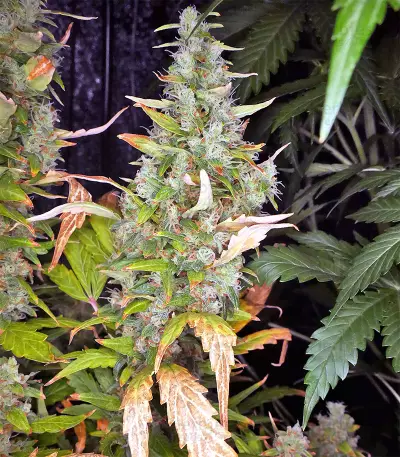 Destroyer Seeds