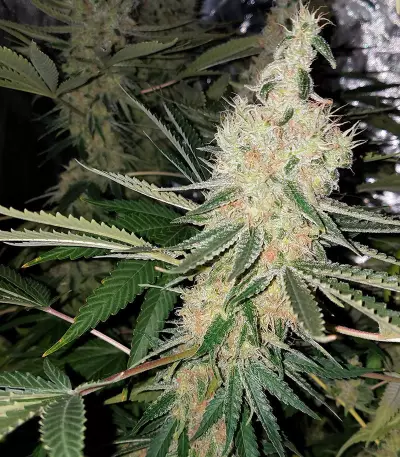Double Glock Seeds