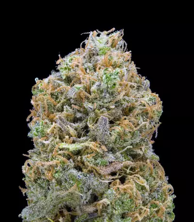 Early Skunk Haze (Early Pearl Skunk x Haze) Seeds