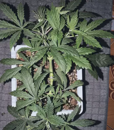 Gelato feminized seeds (Blackskull Seeds)