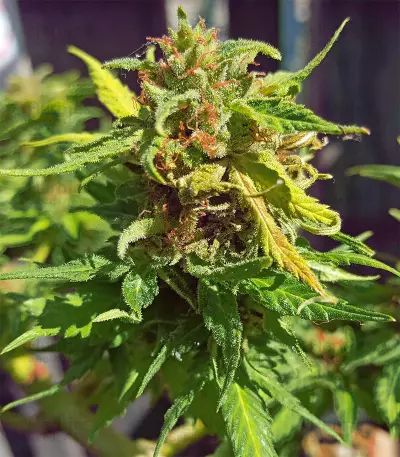 Ghost Rider OG Seeds
