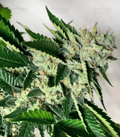 Ghost Train Haze #1 (Rare Dankness Seeds) Cannabis-Samen