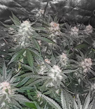 Green Gelato Automatic feminizada (RQS)