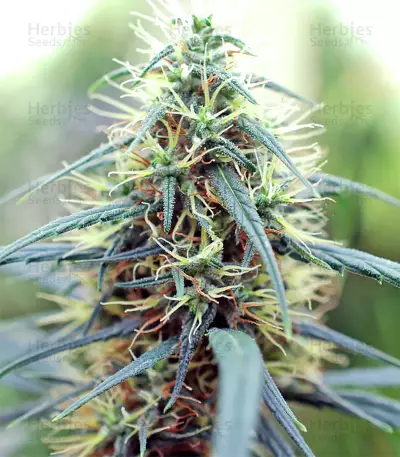Graines de cannabis Green Haze x Malawi Regular (Ace Seeds)