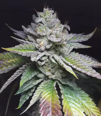 Josh D OG Seeds