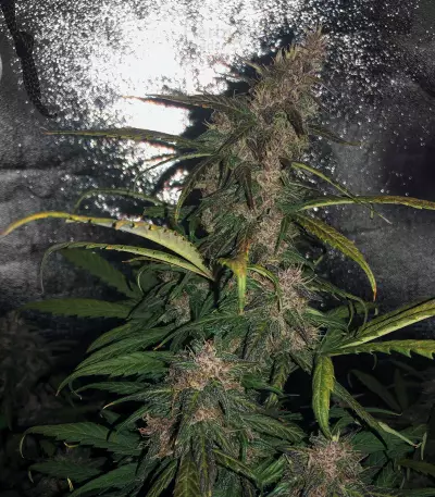 Lemonberry Haze Auto (Original Sensible Seeds)