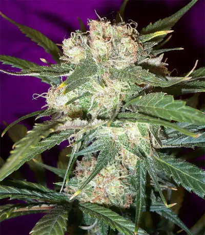 Mango Haze Regular seeds
