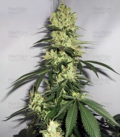 NL5 x Haze Seeds