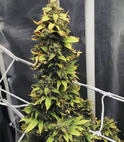 NL Auto Seeds