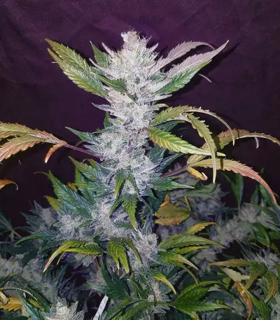 NYC Diesel Seeds