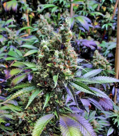 NYC Diesel Seeds