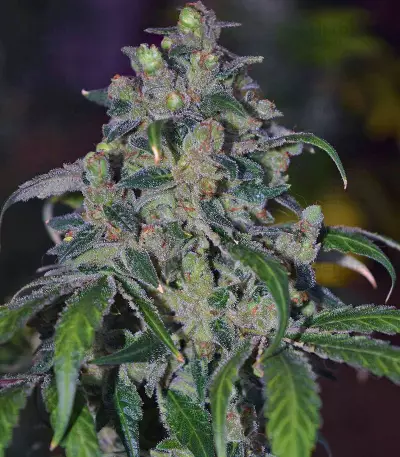 OX Piss regular seeds