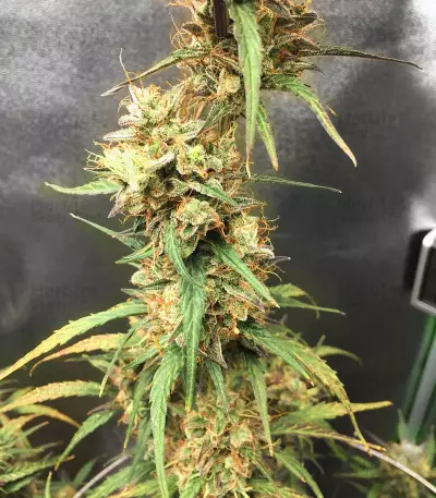 Pineapple Punch regular (Flying Dutchmen)