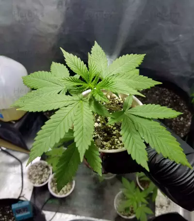 Purple Kush Seeds