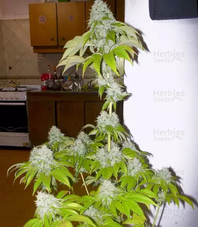 Road Dawg Seeds
